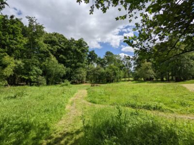 Holey Tree | Wytch Wood Camping & Glamping | Somerset