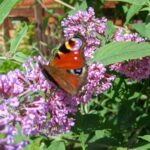 Nature boards, books and local area maps at Wytch Wood