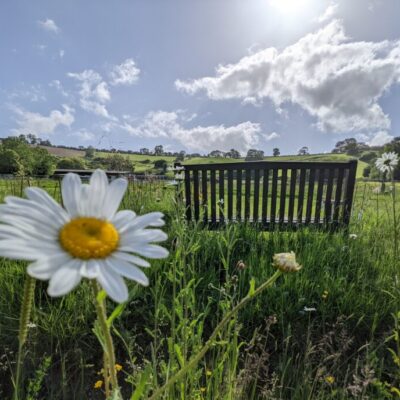 Garden Areas at Wytch Wood Camping | oxeye daisy