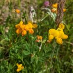 Birdsfoot trefoil