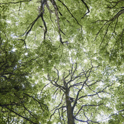 Forest Bathing with Amanda Raybould | Wytch Wood Camping