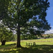 Dutch Oak Corner | Wytch Wood Camping and Glamping | Somerset