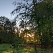 Hazel Hollow | Wytch Wood Camping & Glamping | Somerset