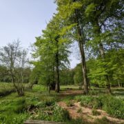 Hazel Hollow | Wytch Wood Camping & Glamping | Somerset