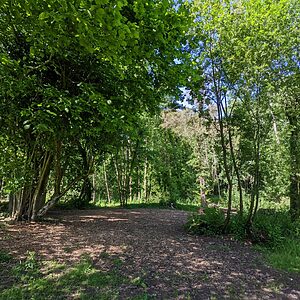Pitch 10 - Lyons | Wytch Wood Camping and Glamping | Somerset