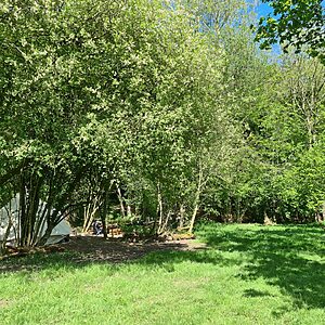 Pitch 10 - Lyons | Wytch Wood Camping and Glamping | Somerset