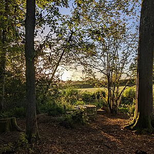 Pitch 3 - Oak Tree Island | Wytch Wood Camping & Glamping | Somerset
