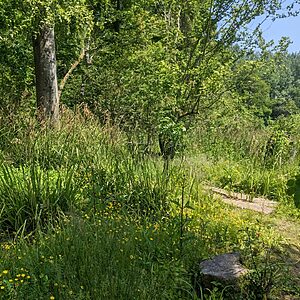 Pitch 3 - Oak Tree Island | Wytch Wood Camping & Glamping | Somerset