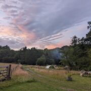 Orchard Bank | Wytch Wood Camping and Glamping | Somerset