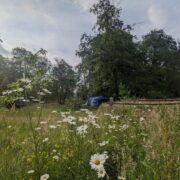 Pitch 4 Hazel Hollow | Wildflower camping | Wytch Wood | Somerset