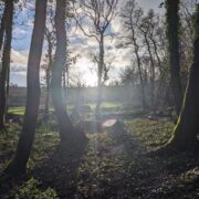 Wytch Wood Camping & Glamping | Somerset