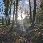 Hidden Dell | Wytch Wood Camping & Glamping | Somerset