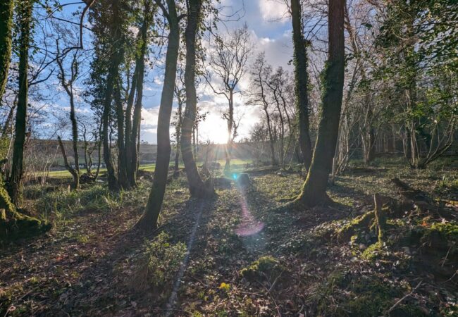 Hidden Dell | Wytch Wood Camping & Glamping | Somerset