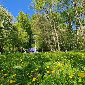 Pitch 5 - Spalted Beech | Wytch Wood Camping & Glamping | Somerset