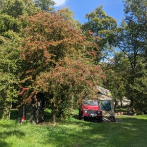 Pitch 5 - Spalted Beech | Wytch Wood Camping & Glamping | Somerset