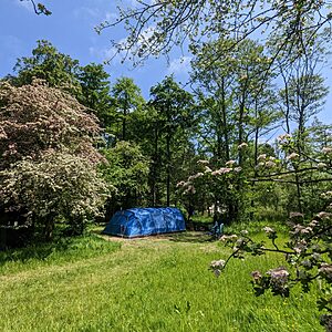 Pitch 5 - Spalted Beech | Wytch Wood Camping & Glamping | Somerset