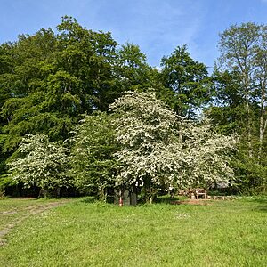 Pitch 5 - Spalted Beech | Wytch Wood Camping & Glamping | Somerset