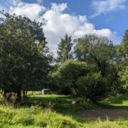 Twisted Hazel | Wytch Wood Camping & Glamping | Somerset