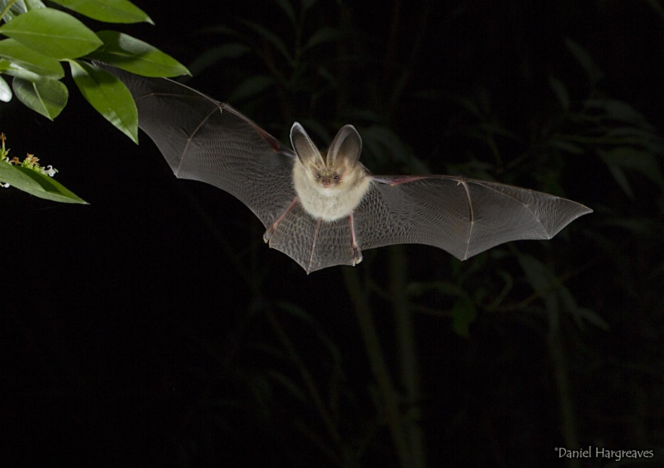 Exciting Bat Walk & Talk at Wytch Wood Camping and Glamping | Somerset