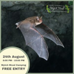 Exciting Bat Walk & Talk at Wytch Wood Camping and Glamping | Somerset