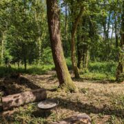 Pitches 16, 17, & 18 – Hidden Dell woodland | Wytch Wood Camping & Glamping | Somerset
