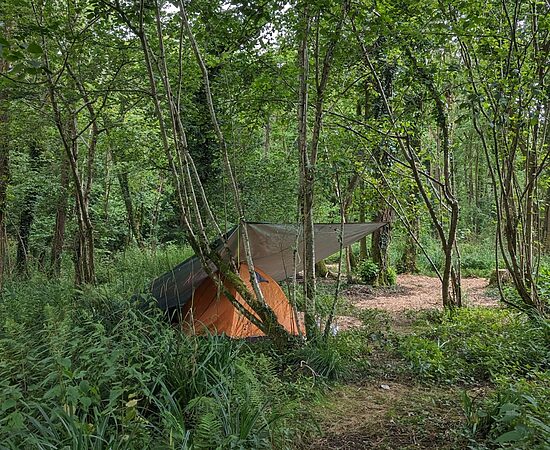 Pitch 16 – Hidden Dell | Wytch Wood Camping & Glamping | Somerset