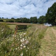 Wytch Wood Camping & Glamping | Somerset