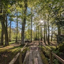 The woods at Wytch Wood were bursting with bluebells and wild garlic, creating a truly magical atmosphere for our guests.