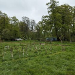 The team at Wytch Wood planted over 200 young trees, further enhancing the natural beauty of the site and reinforcing our commitment to sustainability.