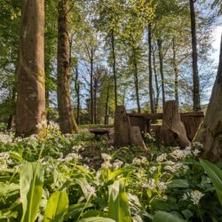 The woods at Wytch Wood were bursting with bluebells and wild garlic, creating a truly magical atmosphere for our guests.