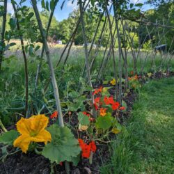 The vegetable garden at Wytch Wood was thriving, with courgettes, beans, peas, and nasturtiums all flowering and growing, promising a bountiful harvest.