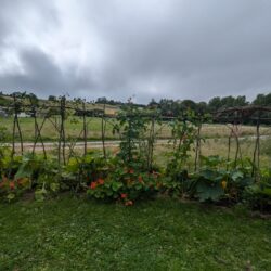 As summer peaked at Wytch Wood, the landscape began to shift, with the lush greens of spring and early summer giving way to golden harvest hues. As summer peaked, the landscape began to shift, with the lush greens of spring and early summer giving way to golden harvest hues.