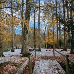 As temperatures dropped at Wytch Wood, we experienced our first sprinkling of snow, covering the site like a dusting of icing sugar.