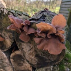 This is peak fungus season at Wytch Wood, with a huge variety of mushrooms popping up all over the woodland, adding to the autumnal magic.