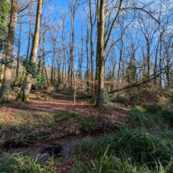 Wytch Wood faced strong winds that brought down a few larger trees, but overall, the site remained intact with minimal damage.