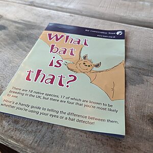 Learn about bats at Wytch Wood