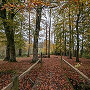 Pitch 1 - Primrose Bridge at Wytch Wood Camping & Glamping | Somerset