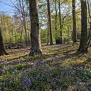 Pitch 1 - Primrose Bridge at Wytch Wood Camping & Glamping | Somerset