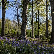 Pitch 1 - Primrose Bridge at Wytch Wood Camping & Glamping | Somerset