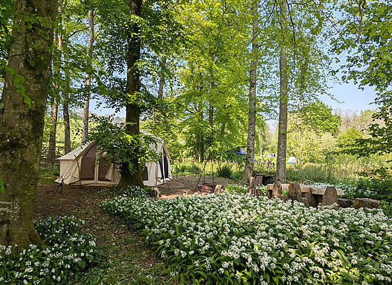 Bell tent hire | Wytch Wood Camping & Glamping