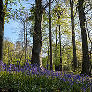 Pitch 1 - Skyview on Primrose Bridge | Wytch Wood Camping & Glamping | Somerset