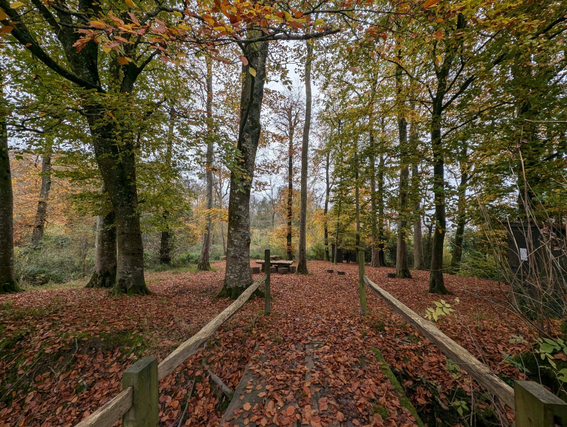 WYTCH WOOD CAMPING & GLAMPING AN AWARD-WINNING, SUSTAINABLE WOODLAND CAMPING AND GLAMPING RETREAT IN SOUTH SOMERSET.